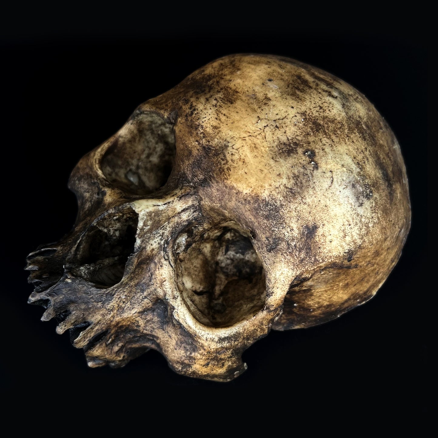 Michal Ledwig signature Dirty Skull