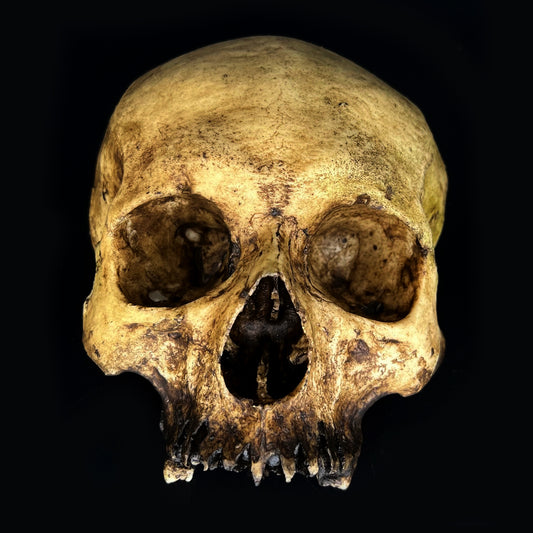 Michal Ledwig signature Light Skull