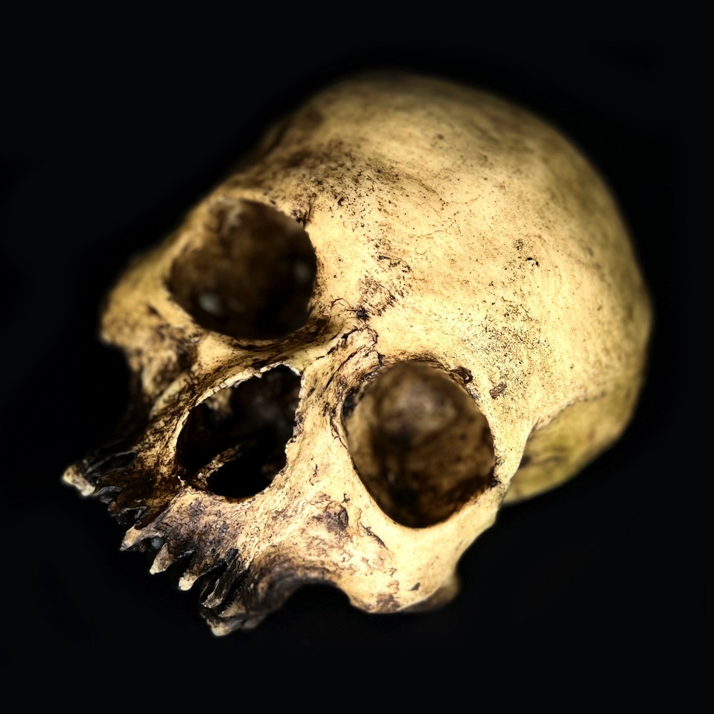 Michal Ledwig signature Light Skull