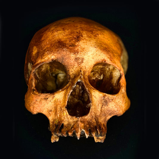 Michal Ledwig signature Orange Skull