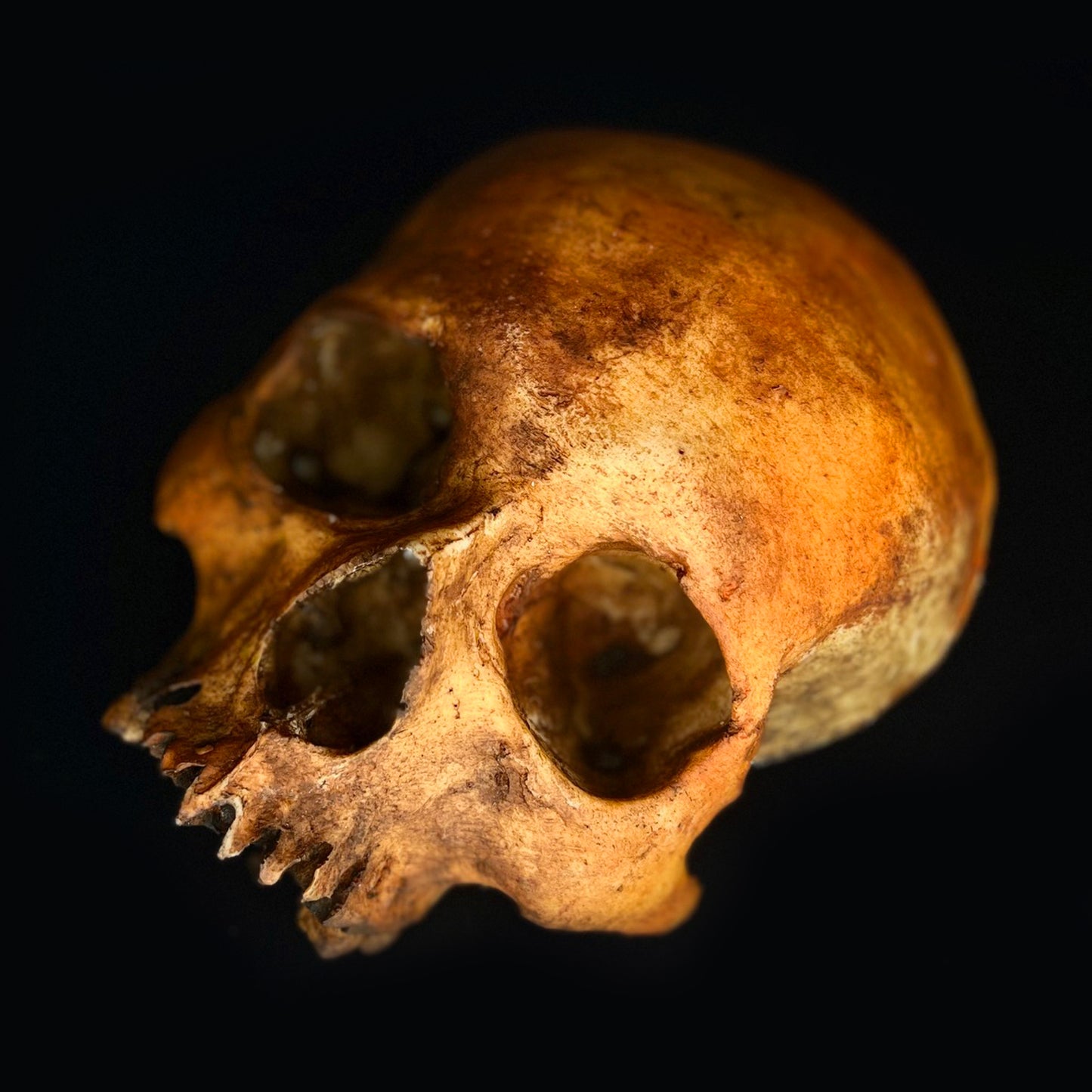 Michal Ledwig signature Orange Skull