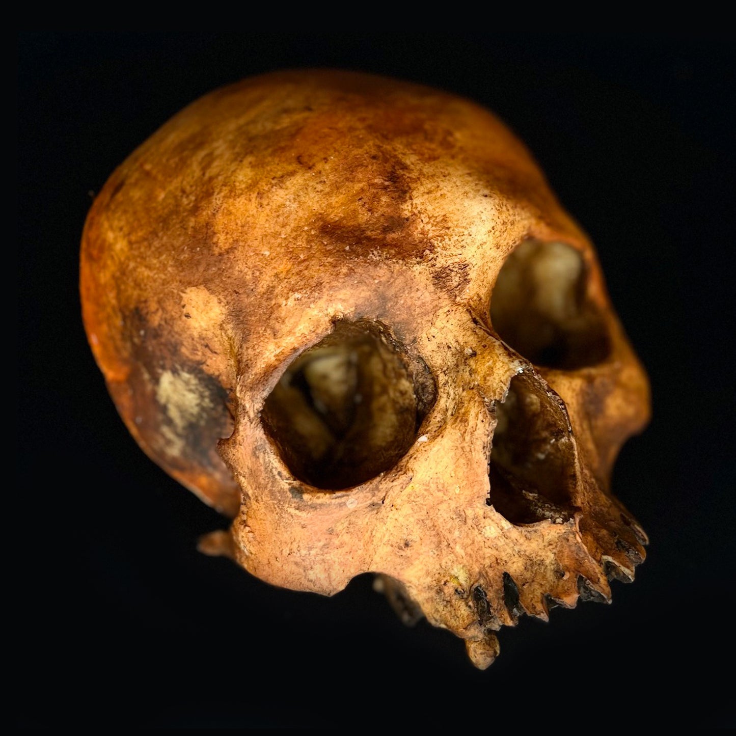 Michal Ledwig signature Orange Skull